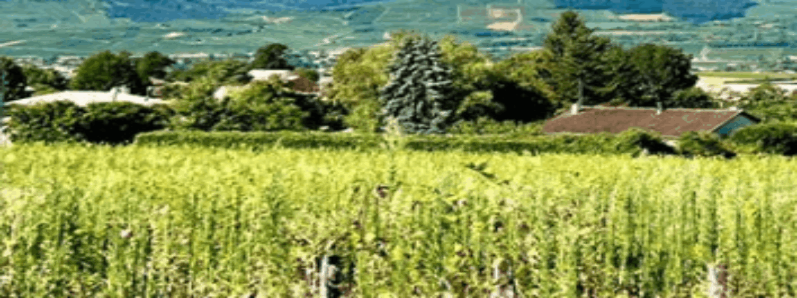 terrain chevagny.png